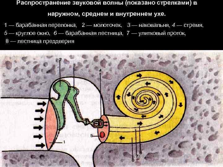 Распространение звуковой волны (показано стрелками) в наружном, среднем и внутреннем ухе. 1 — барабанная