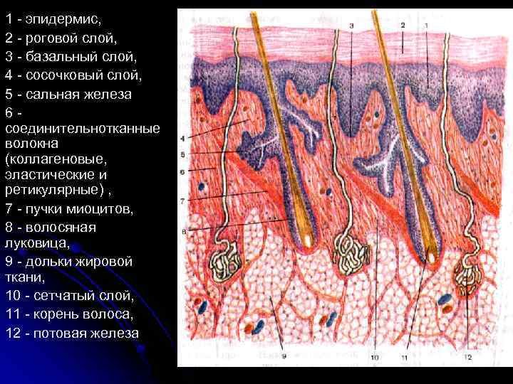 1 - эпидермис, 2 - роговой слой, 3 - базальный слой, 4 - сосочковый