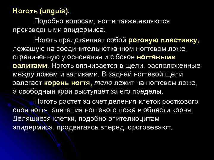 Ноготь (unguis). Подобно волосам, ногти также являются производными эпидермиса. Ноготь представляет собой роговую пластинку,