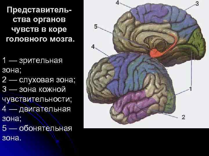 Зрительная зона расположена в