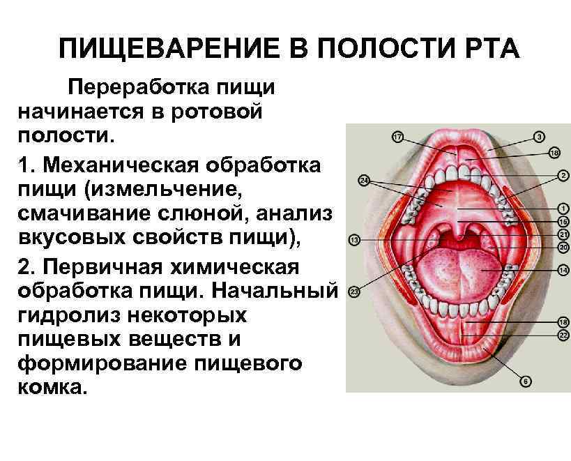 ПИЩЕВАРЕНИЕ В ПОЛОСТИ РТА Переработка пищи начинается в ротовой полости. 1. Механическая обработка пищи