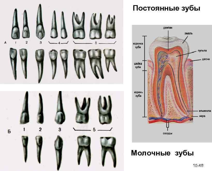 Зуб семерка верхний. Строение молочного зуба анатомия. Четвертый зуб снизу корень. Молочный зуб пятерка строение.