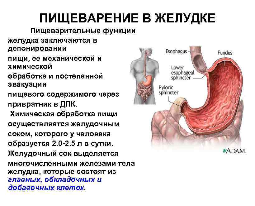 Желудок функция отдела. Функции желудка в пищеварительной системе. Строение желудка и функции желудка. Строение желудка пищеварение в желудке. Функции желудка - (пищеварительная, эндокринная, депонированная)..