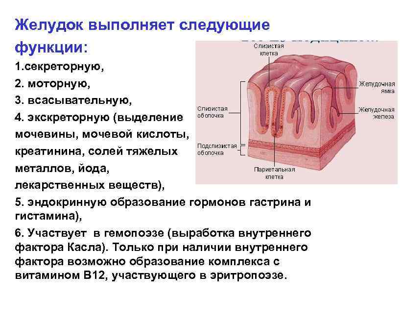 Желудок выполняет следующие функции: 1. секреторную, 2. моторную, 3. всасывательную, 4. экскреторную (выделение мочевины,