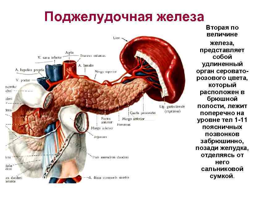 Селезенка орган брюшной полости. Органы брюшной полости поджелудочная железа. Внутренние органы человека поджелудочная железа схема расположения. Анатомический атлас поджелудочная. Поджелудочная железа расположение атлас.
