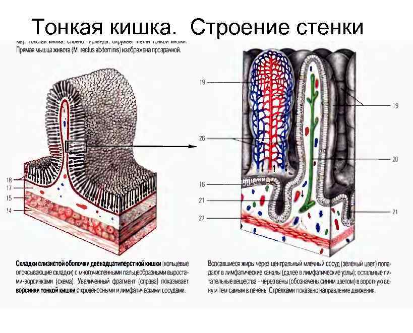 Какая структура ворсинки кишечника обозначена на рисунке цифрой 2