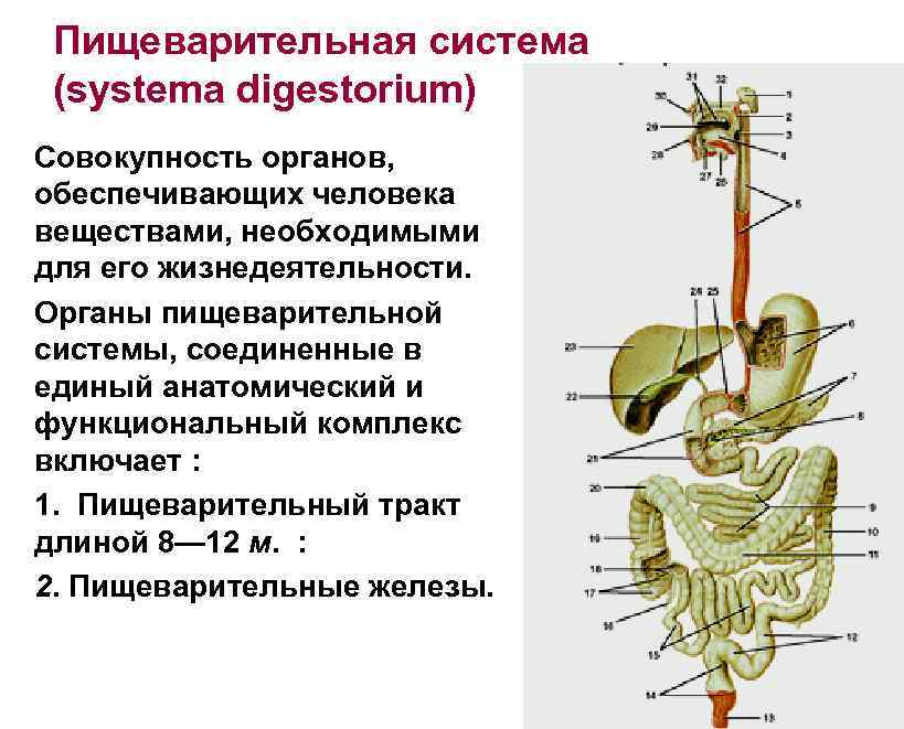 Пищеварительная система (systema digestorium) Совокупность органов, обеспечивающих человека веществами, необходимыми для его жизнедеятельности. Органы