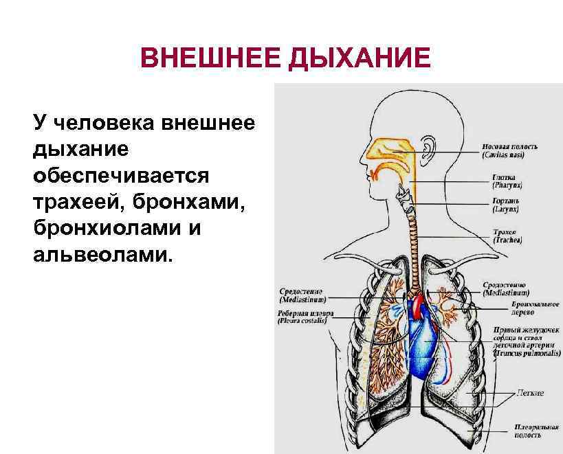 ВНЕШНЕЕ ДЫХАНИЕ У человека внешнее дыхание обеспечивается трахеей, бронхами, бронхиолами и альвеолами. 