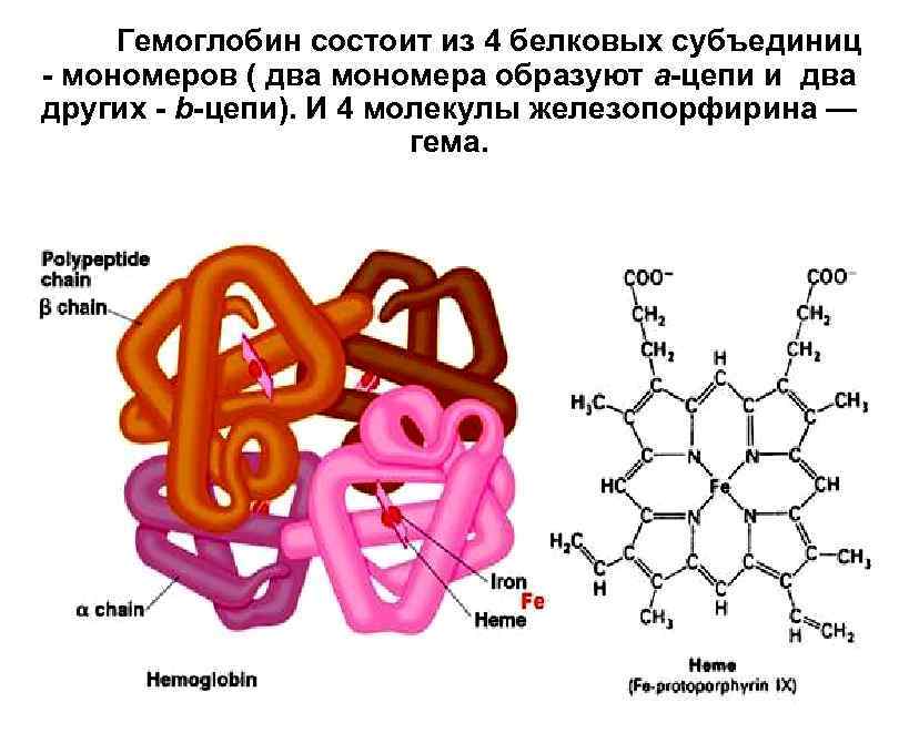Соединение мономеров белка. Гемоглобин строение и структура гема. Структура гемоглобина формула. Строение гема молекулы гемоглобина. Гемоглобин состоит из 4 молекул гема.