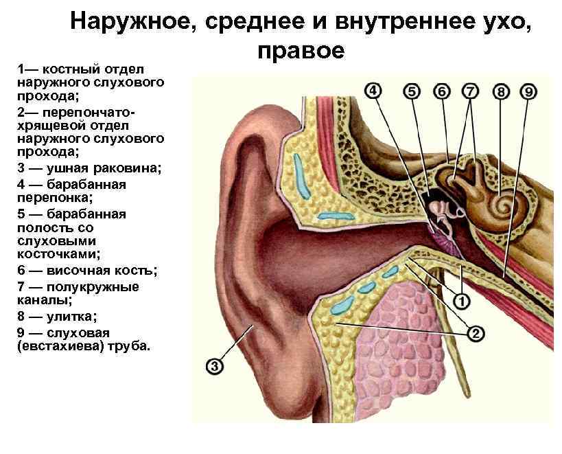 Составные части внутреннего уха. Костный отдел наружного слухового прохода. Строение уха наружное среднее внутреннее. Строение среднего уха анатомия. Наружное ухо среднее ухо внутреннее ухо.