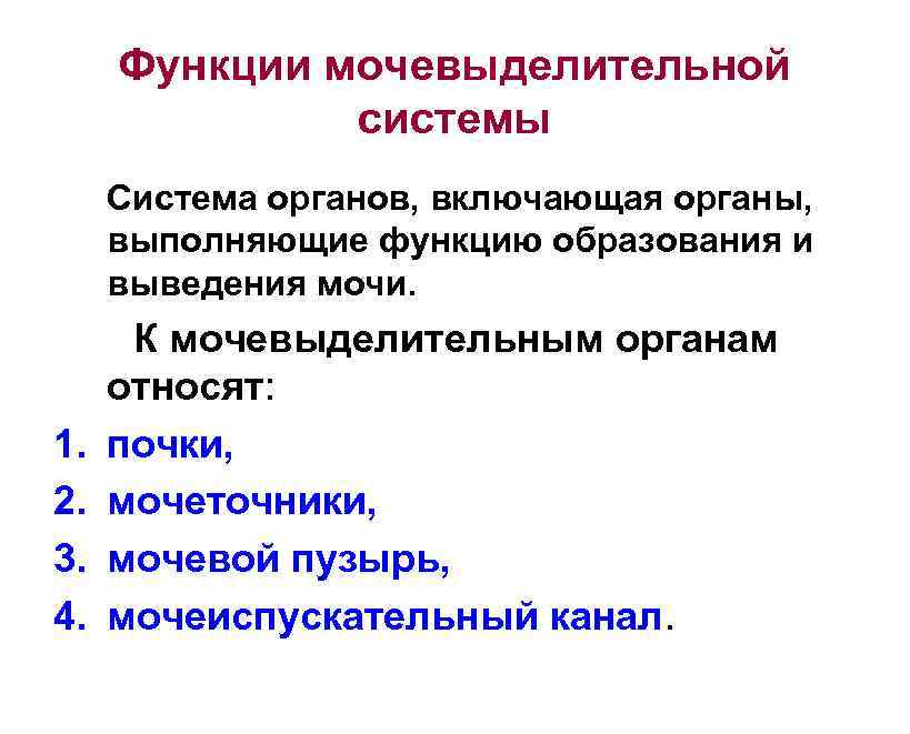 Функции мочевыделительной системы Система органов, включающая органы, выполняющие функцию образования и выведения мочи. 1.