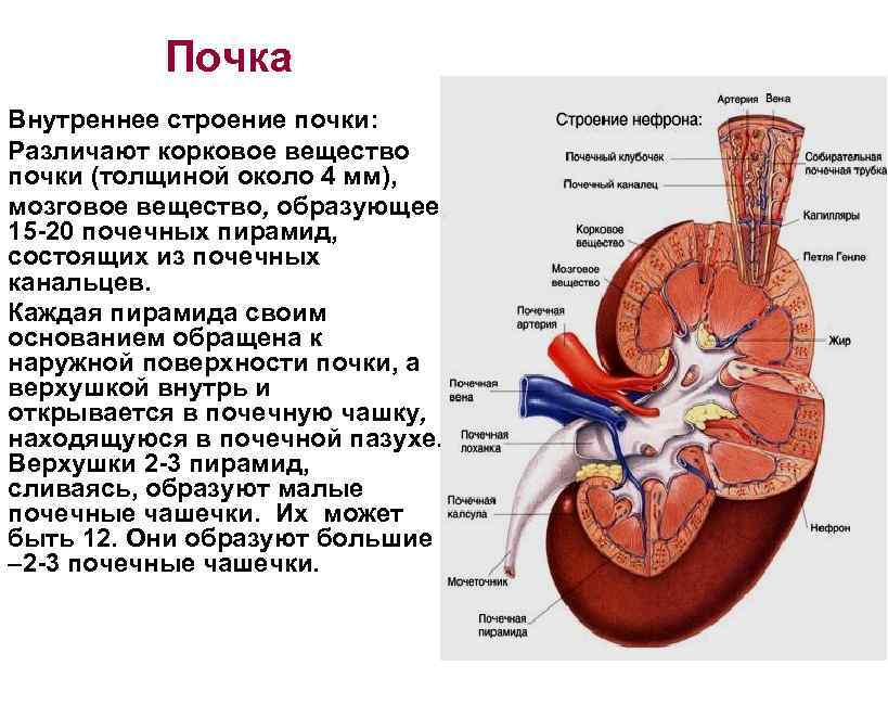 Выполняет функцию внутреннего. Строение почечной доли. Корковое и мозговое вещество почки анатомия. Строение коркового вещества почки. Строение мозгового вещества почки.