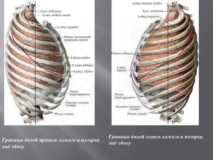 Границы легких анатомия