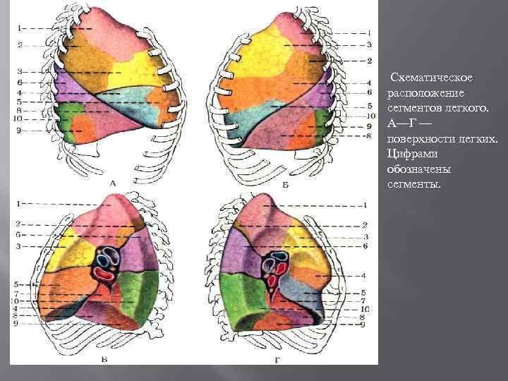 Доли легкого на кт. Топографическая анатомия легких доли сегменты. Топография сегментов и долей легкого. Сегменты легкого на кт анатомия. Топография сегменты левого легкого.