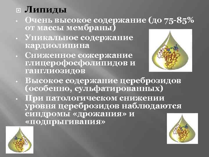  • • • Липиды Очень высокое содержание (до 75 -85% от массы мембраны)