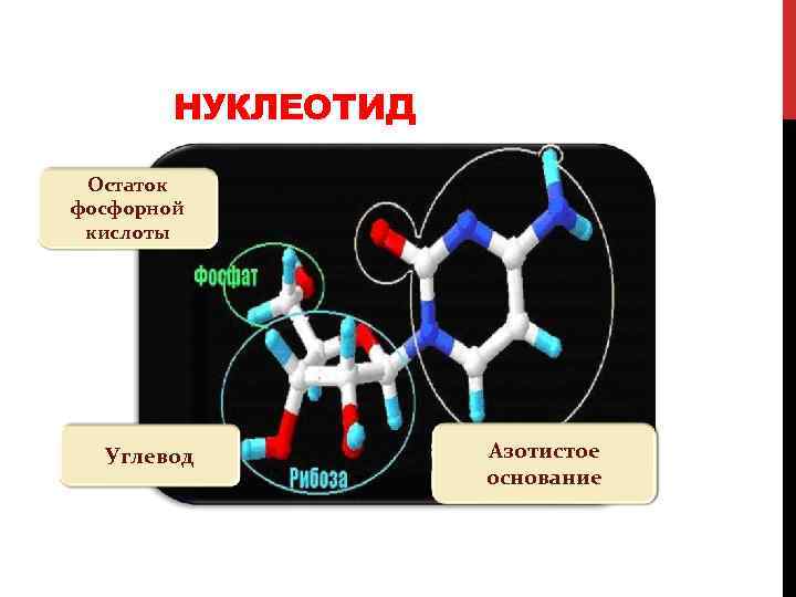 НУКЛЕОТИД Остаток фосфорной кислоты Углевод Азотистое основание 