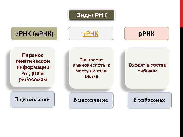 Виды РНК и. РНК (м. РНК) т. РНК р. РНК Перенос генетической информации от