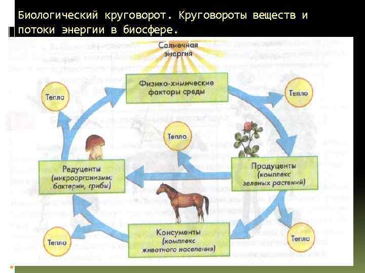 Биологический круговорот. Круговороты веществ и потоки энергии в биосфере. 