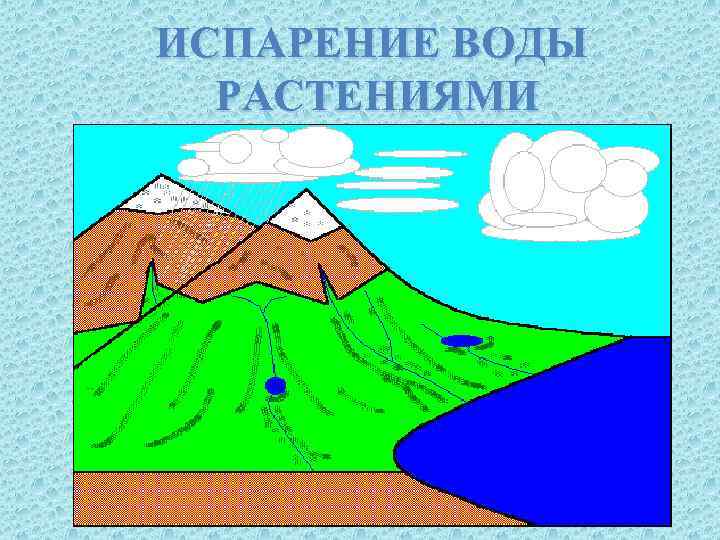 ИСПАРЕНИЕ ВОДЫ РАСТЕНИЯМИ 