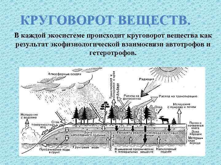 КРУГОВОРОТ ВЕЩЕСТВ. В каждой экосистеме происходит круговорот вещества как результат экофизиологической взаимосвязи автотрофов и