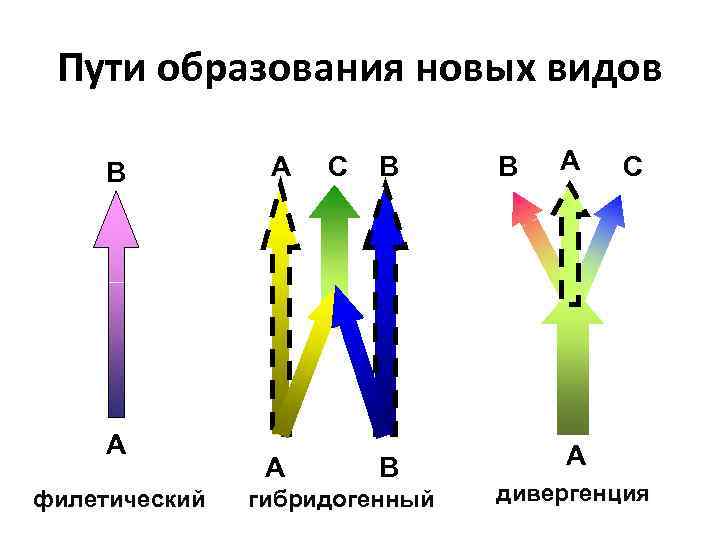 Пути образования новых видов В А филетический А А С В В гибридогенный В