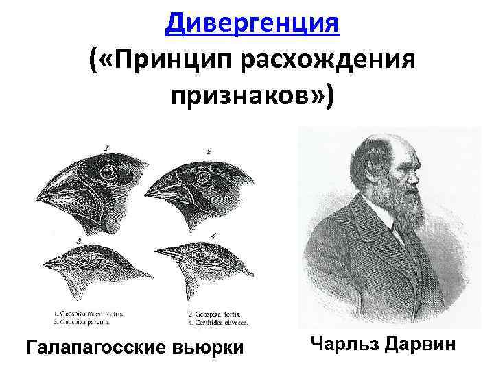 Дивергенция ( «Принцип расхождения признаков» ) Галапагосские вьюрки Чарльз Дарвин 