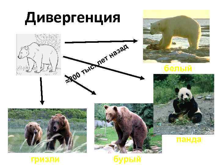 Дивергенция с. ты 00 ≈2 ад з на т ле белый панда гризли бурый