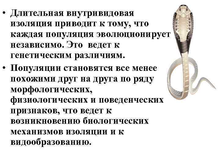  • Длительная внутривидовая изоляция приводит к тому, что каждая популяция эволюционирует независимо. Это