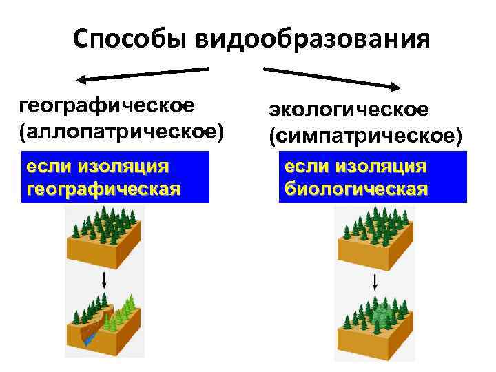 Способы видообразования географическое (аллопатрическое) если изоляция географическая экологическое (симпатрическое) если изоляция биологическая 