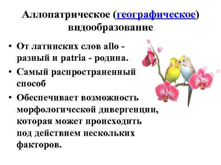 Аллопатрическое (географическое) видообразование • От латинских слов allo разный и patria - родина. •