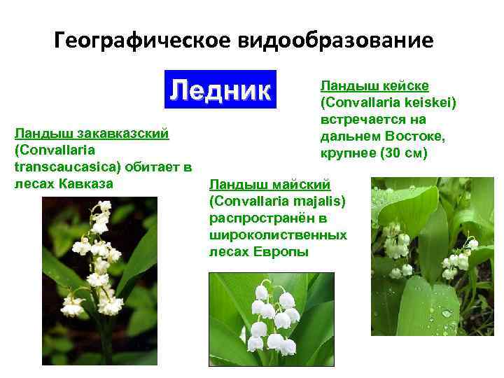 Географическое видообразование Ледник Ландыш закавказский (Convallaria transcaucasica) обитает в лесах Кавказа Ландыш кейске (Convallaria