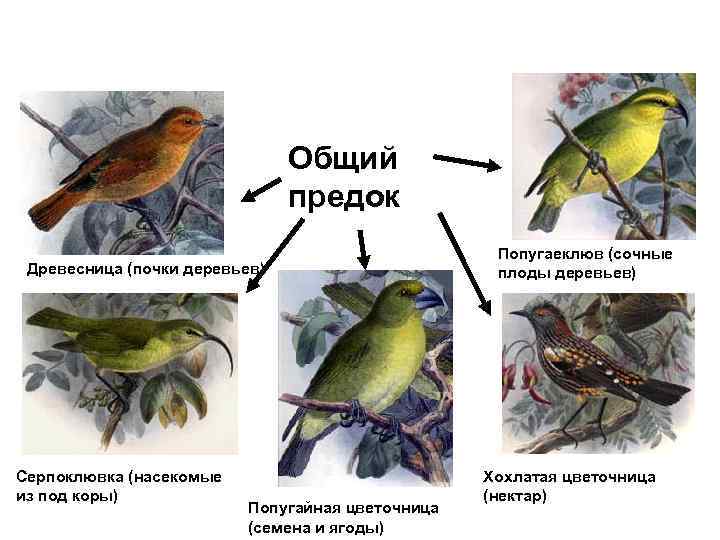 Общий предок Древесница (почки деревьев) Серпоклювка (насекомые из под коры) Попугайная цветочница (семена и