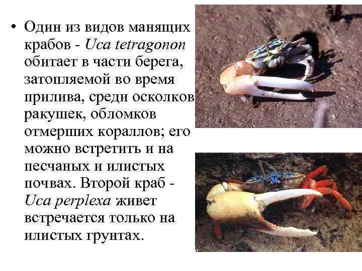  • Один из видов манящих крабов - Uca tetragonon обитает в части берега,