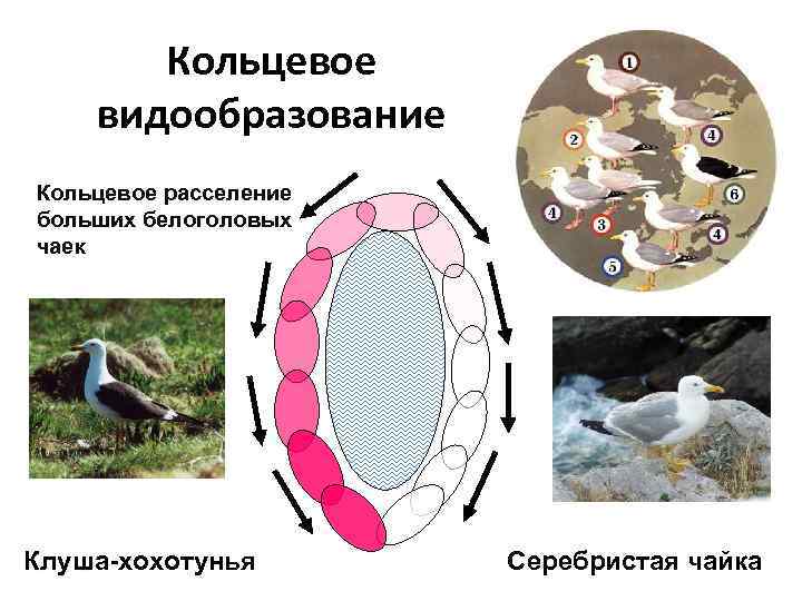 Кольцевое видообразование Кольцевое расселение больших белоголовых чаек Клуша-хохотунья Серебристая чайка 