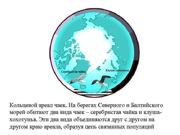 Кольцевой ареал чаек. На берегах Северного и Балтийского морей обитают два вида чаек –