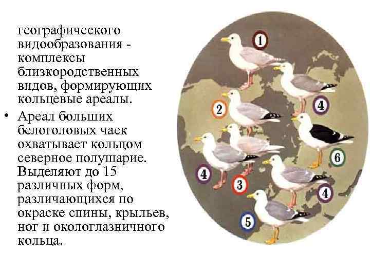  • Примеры географического видообразования - комплексы близкородственных видов, формирующих кольцевые ареалы. • Ареал