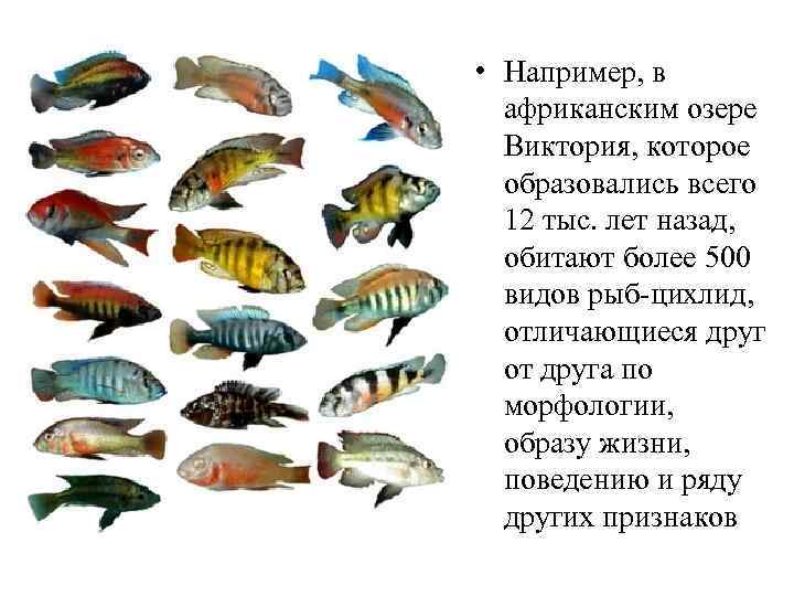  • Например, в африканским озере Виктория, которое образовались всего 12 тыс. лет назад,