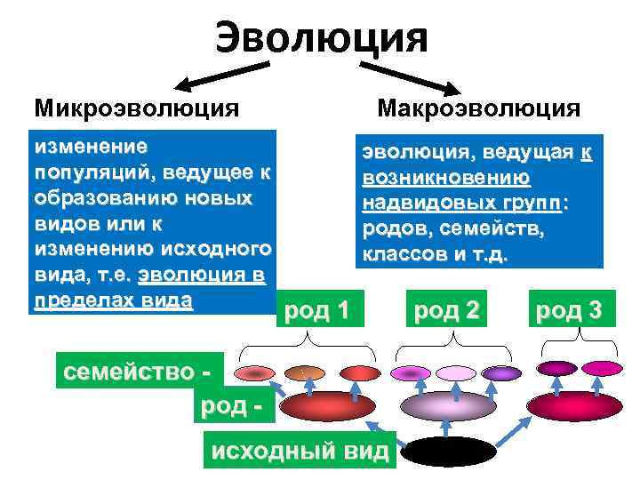 Виды эволюции