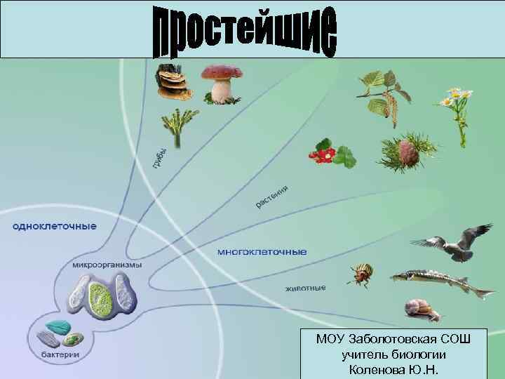 МОУ Заболотовская СОШ учитель биологии Коленова Ю. Н. 