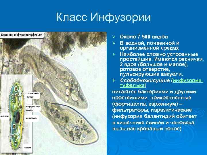 Класс Инфузории Около 7 500 видов В водной, почвенной и организменной средах Ø Наиболее