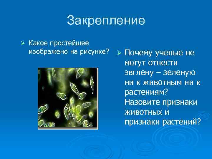 Закрепление Ø Какое простейшее изображено на рисунке? Ø Почему ученые не могут отнести эвглену
