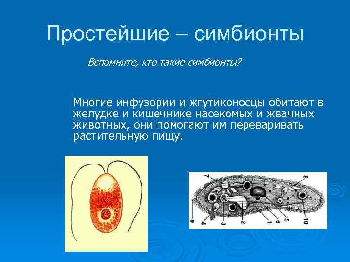 Простейшие – симбионты Вспомните, кто такие симбионты? Многие инфузории и жгутиконосцы обитают в желудке