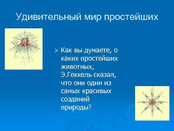 Удивительный мир простейших Ø Как вы думаете, о каких простейших животных, Э. Геккель сказал,