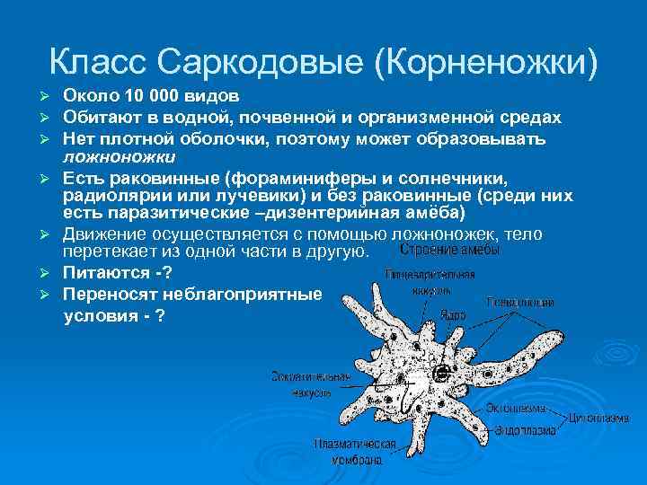 Класс Саркодовые (Корненожки) Ø Ø Ø Ø Около 10 000 видов Обитают в водной,
