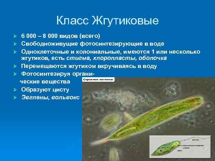 Класс Жгутиковые Ø Ø Ø Ø 6 000 – 8 000 видов (всего) Свободноживущие