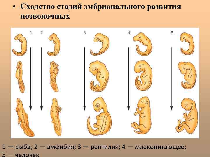  • Сходство стадий эмбрионального развития позвоночных 1 — рыба; 2 — амфибия; 3