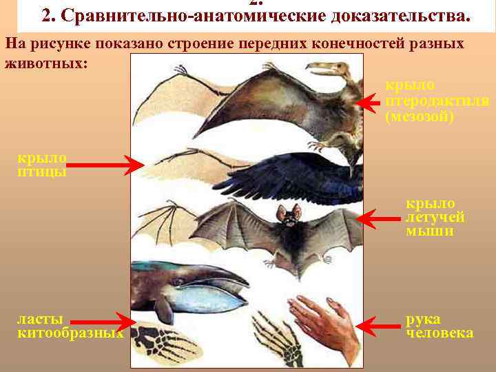 2. 2. Сравнительно-анатомические доказательства. На рисунке показано строение передних конечностей разных животных: крыло птеродактиля