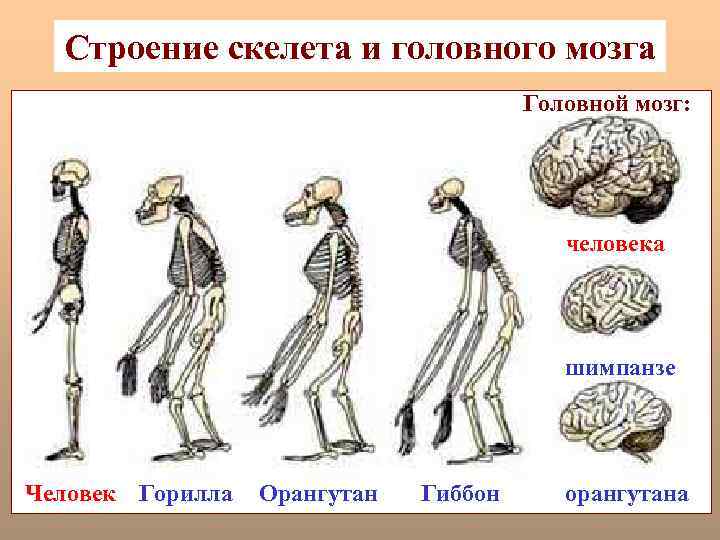 Строение скелета и головного мозга Головной мозг: человека шимпанзе Человек Горилла Орангутан Гиббон орангутана