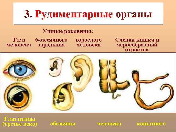 3. Рудиментарные органы Ушные раковины: Глаз 6 -месячного взрослого человека зародыша человека Глаз птицы