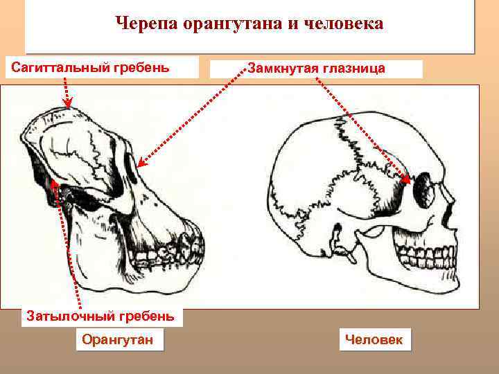 Черепа орангутана и человека Сагиттальный гребень Замкнутая глазница Затылочный гребень Орангутан Человек 